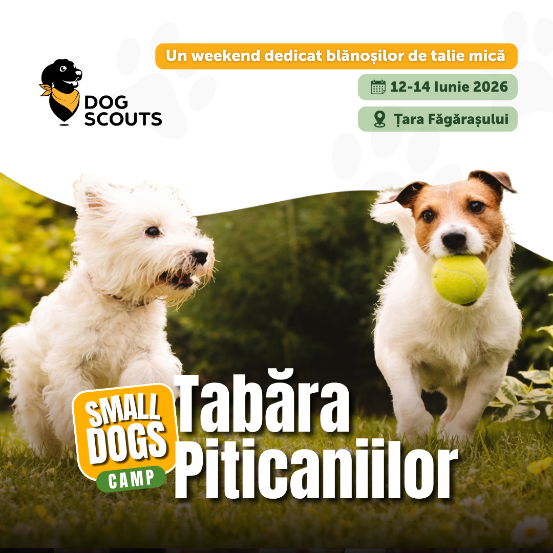 Tabăra Piticaniilor• 12-14 iunie